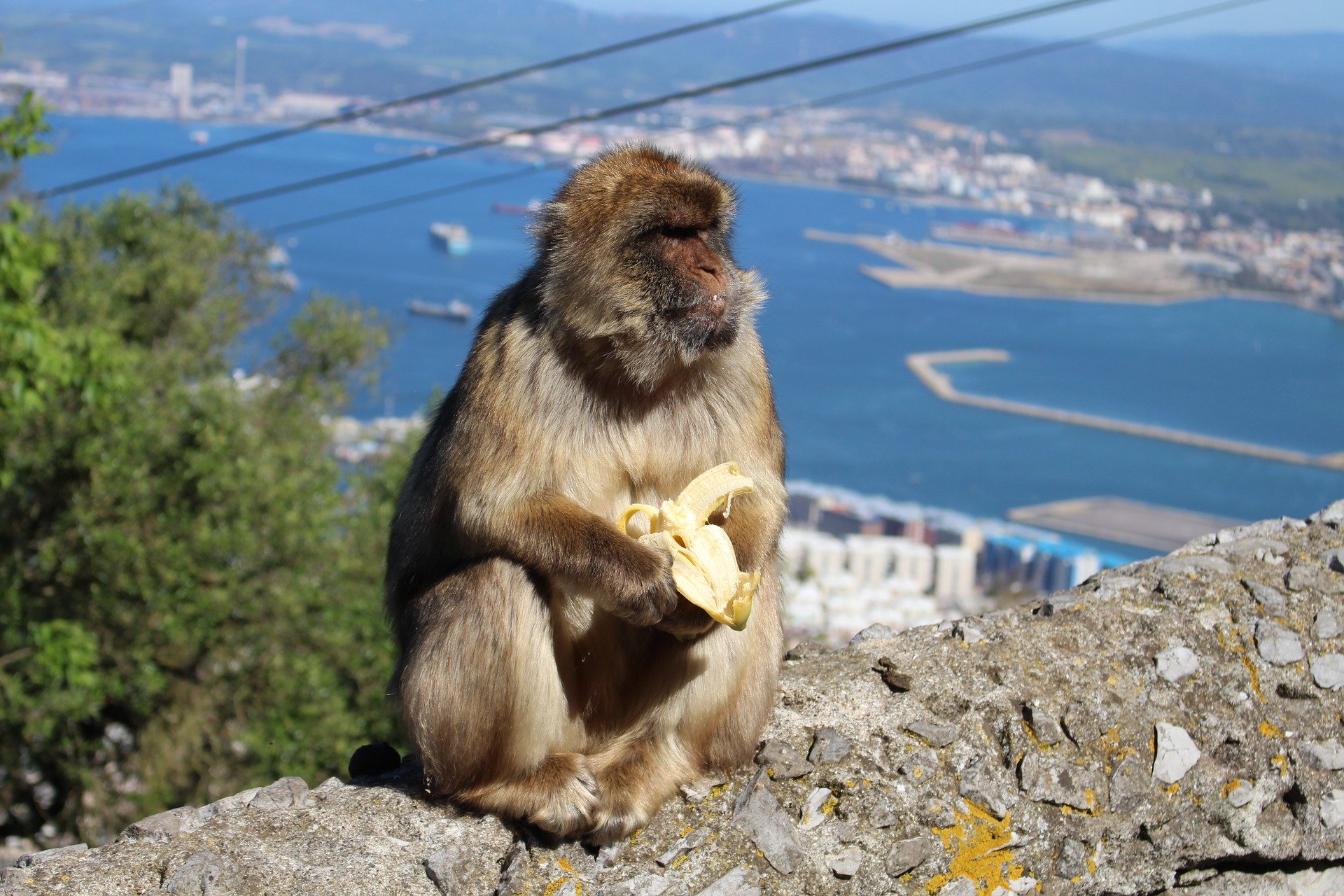 Aap op Rots van Gibraltar